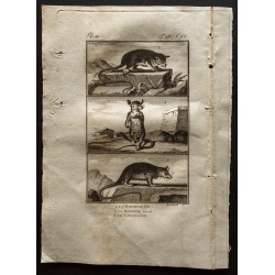 Gravure de 1799 - Le marmose, le cayopollin - 1