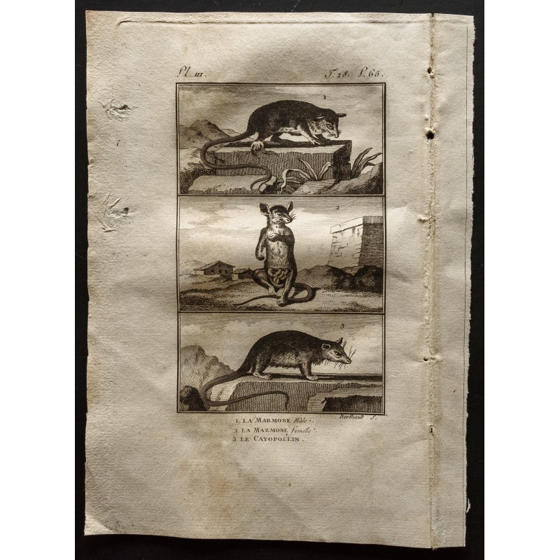 Gravure de 1799 - Le marmose, le cayopollin - 1