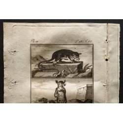 Gravure de 1799 - Le marmose, le cayopollin - 2
