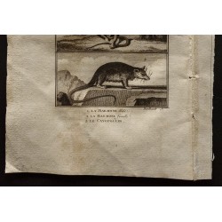 Gravure de 1799 - Le marmose, le cayopollin - 3