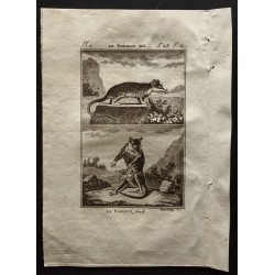 Gravure de 1799 - Le sarigue mâle et femelle - 1