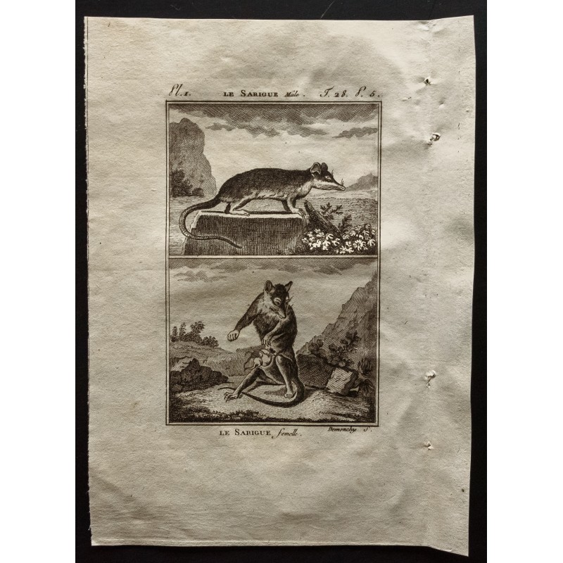 Gravure de 1799 - Le sarigue mâle et femelle - 1