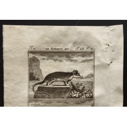 Gravure de 1799 - Le sarigue mâle et femelle - 2