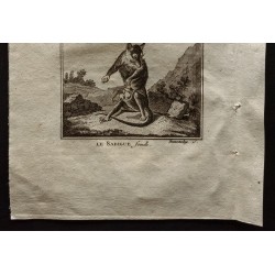 Gravure de 1799 - Le sarigue mâle et femelle - 3