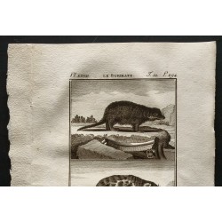 Gravure de 1799 - Le surikate / Le Phalanger - 2