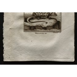 Gravure de 1799 - Le surikate / Le Phalanger - 3