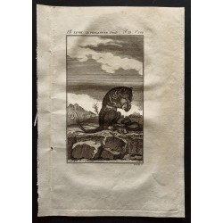 Gravure de 1799 - Le phalanger femelle - 1
