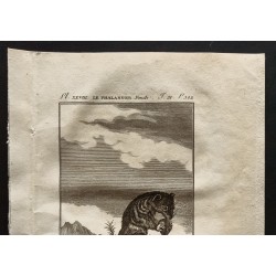 Gravure de 1799 - Le phalanger femelle - 2