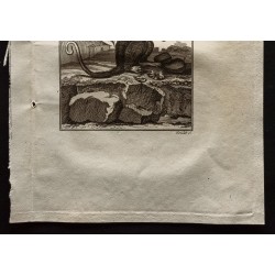 Gravure de 1799 - Le phalanger femelle - 3
