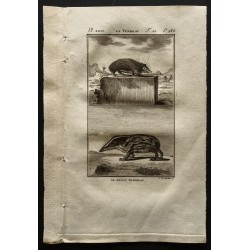 Gravure de 1799 - Le tendrac et son petit - 1