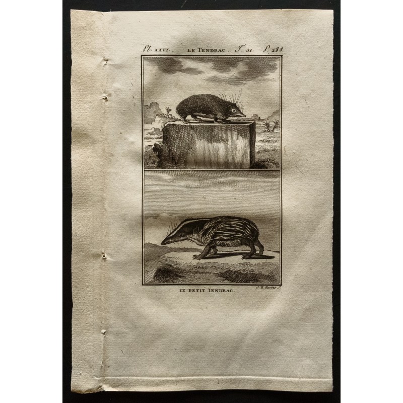 Gravure de 1799 - Le tendrac et son petit - 1