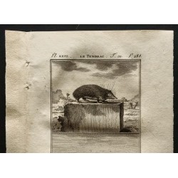 Gravure de 1799 - Le tendrac et son petit - 2