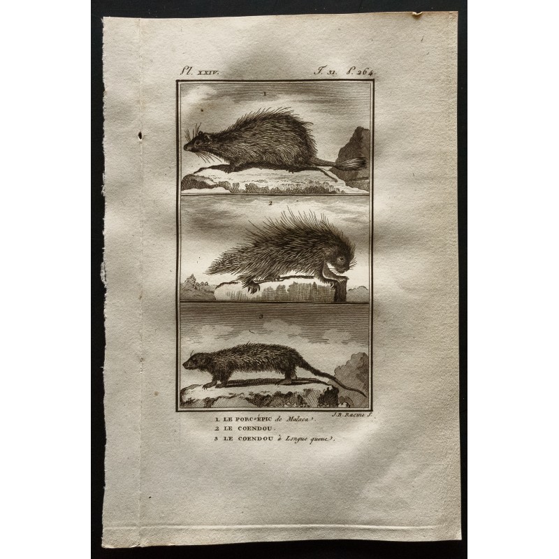 Gravure de 1799 - Le porc épic / Le Coendou - 1