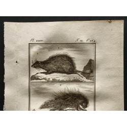 Gravure de 1799 - Le porc épic / Le Coendou - 2