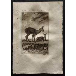 Gravure de 1799 - Le musc - 1