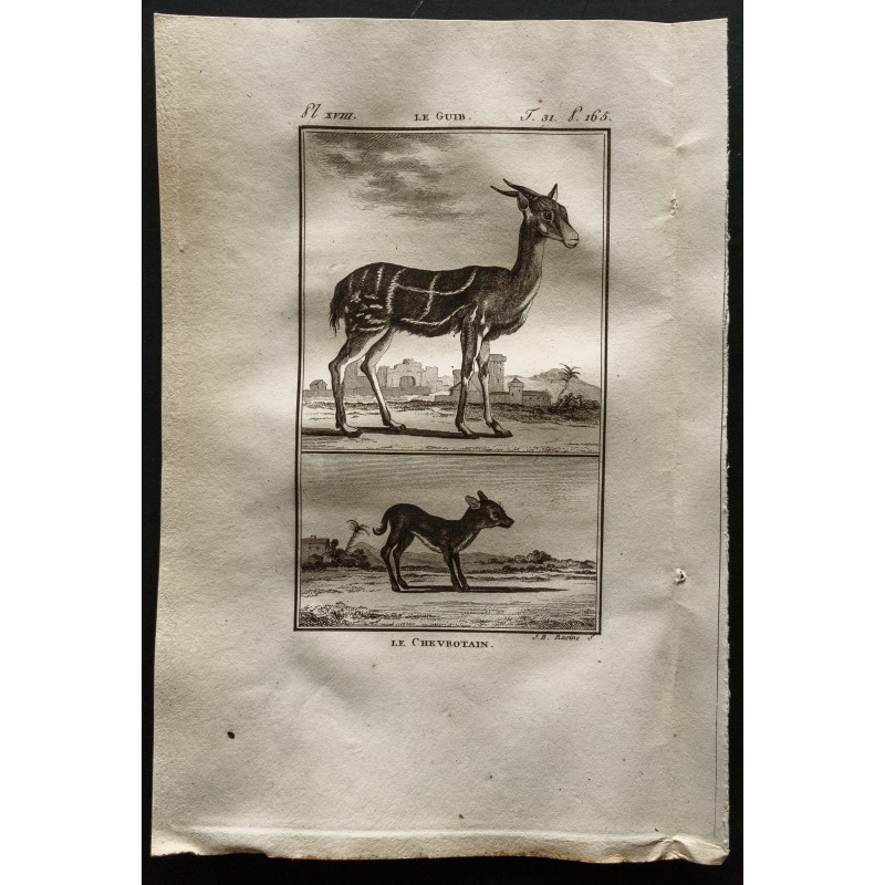 Gravure de 1799 - Le guib / Le chevrotain - 1