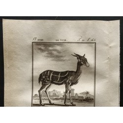 Gravure de 1799 - Le guib / Le chevrotain - 2
