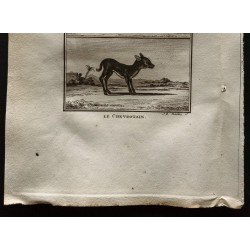 Gravure de 1799 - Le guib / Le chevrotain - 3