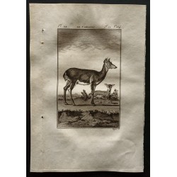 Gravure de 1799 - Le carlacou - 1