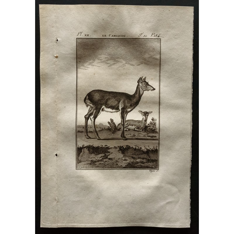 Gravure de 1799 - Le carlacou - 1