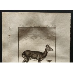 Gravure de 1799 - Le carlacou - 2
