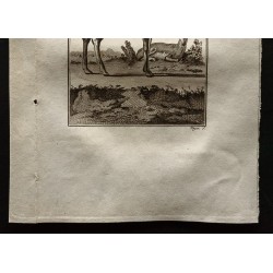 Gravure de 1799 - Le carlacou - 3