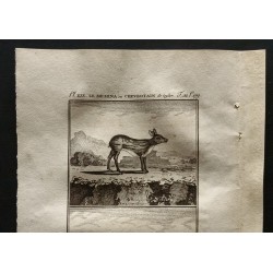 Gravure de 1799 - Le memina ou chevrotain de Ceylan, de Java - 2