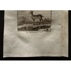 Gravure de 1799 - Le memina ou chevrotain de Ceylan, de Java - 3