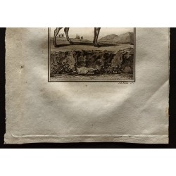 Gravure de 1799 - Le condoma ou Coësdoes - 3