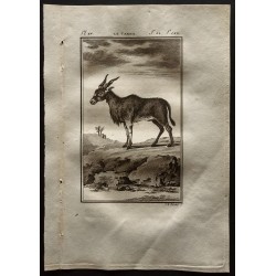 Gravure de 1799 - Le Canna - 1