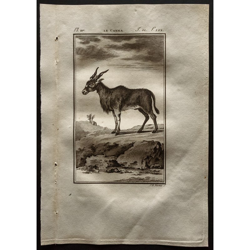 Gravure de 1799 - Le Canna - 1