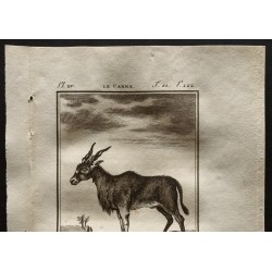 Gravure de 1799 - Le Canna - 2