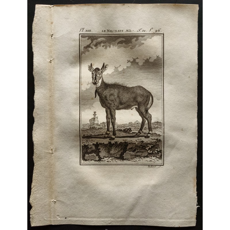 Gravure de 1799 - Le Nil-gaut mâle - 1