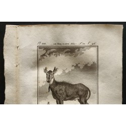 Gravure de 1799 - Le Nil-gaut mâle - 2