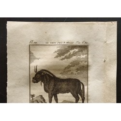 Gravure de 1799 - Le gnou - 2