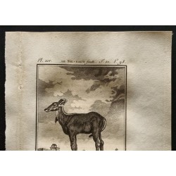 Gravure de 1799 - Le Nil-gaut femelle - 2