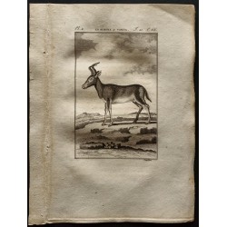 Gravure de 1799 - Le rubale - 1