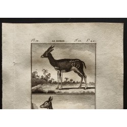 Gravure de 1799 - Le Bosbok / Le Bitbok femelle - 2