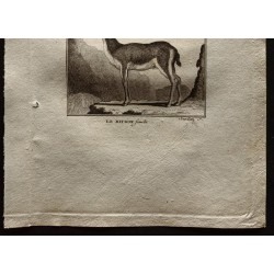 Gravure de 1799 - Le Bosbok / Le Bitbok femelle - 3