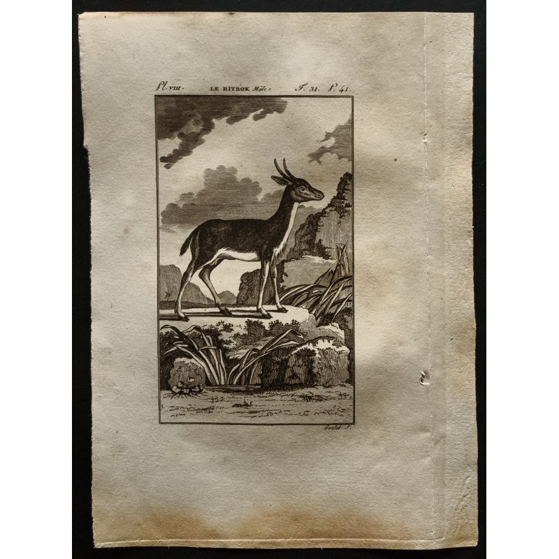 Gravure de 1799 - Le Bitbok mâle - 1