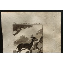 Gravure de 1799 - Le Bitbok mâle - 2