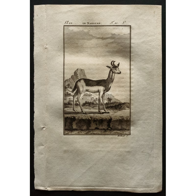 Gravure de 1799 - Le nanguer - 1