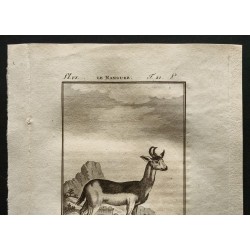 Gravure de 1799 - Le nanguer - 2