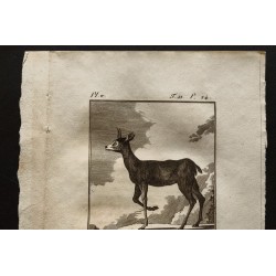 Gravure de 1799 - Le Klippsbringer ou le sauteur des rochers - 2