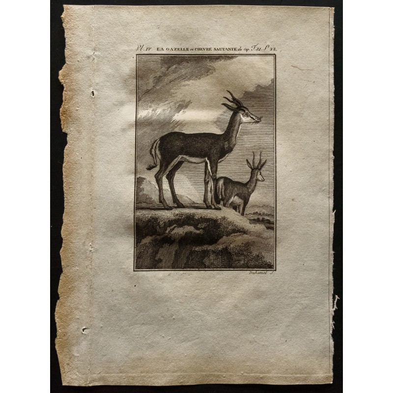 Gravure de 1799 - La gazelle ou chèvre sautante du Cap - 1
