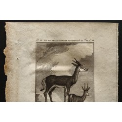 Gravure de 1799 - La gazelle ou chèvre sautante du Cap - 2