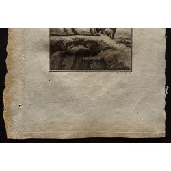 Gravure de 1799 - La gazelle ou chèvre sautante du Cap - 3