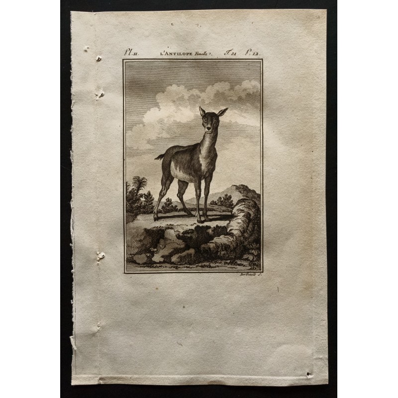 Gravure de 1799 - L'antilope femelle - 1