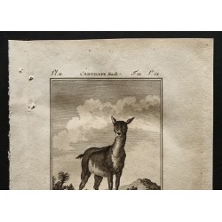 Gravure de 1799 - L'antilope femelle - 2