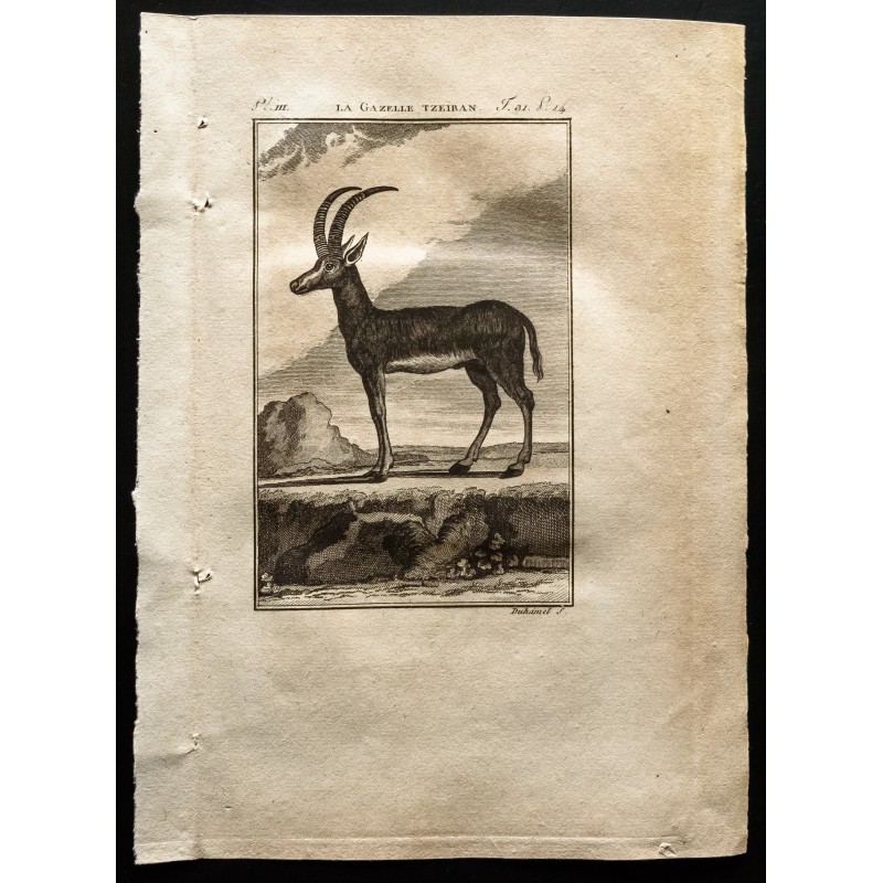 Gravure de 1799 - La gazelle Tzeïran - 1